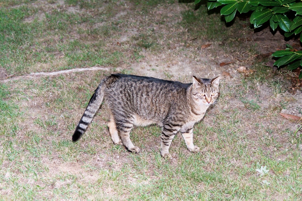 Zorro